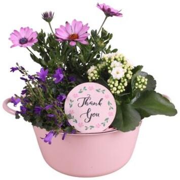 image COMPO 3 PLANTES ZINC