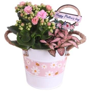 image COMPO 2 PLANTES ZINC