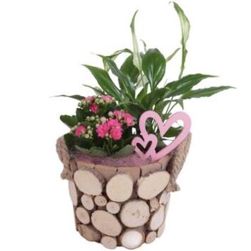 image COMPO 2 PLANTES P BOIS