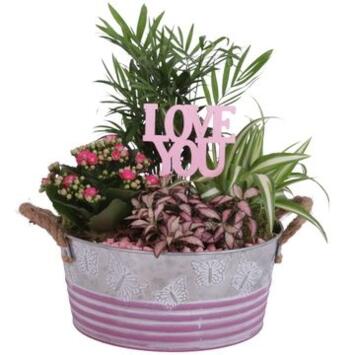 image COMPO 4 PLANTES ZINC