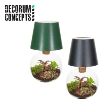image COMPO 2 PLANTES TERRARIUM BOCAL