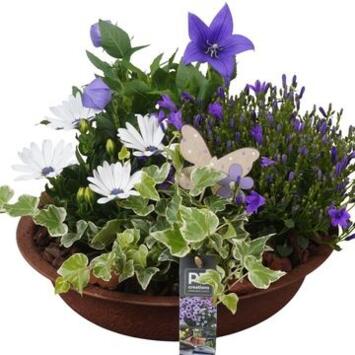 image COMPO 4 PLANTES METAL