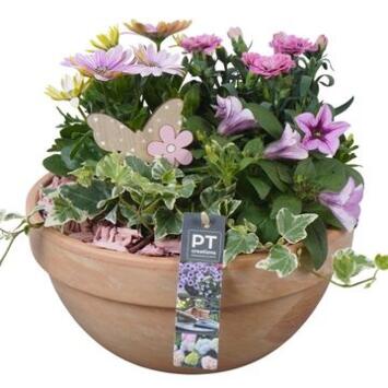 image COMPO 4 PLANTES COUPE TERRE