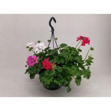 image GERANIUM MARCADA 3COULEURS SUSP