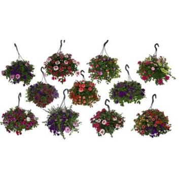 image PLANTES MASSIF MELANGE SUSP