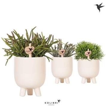 image RHIPSALIS CERAM