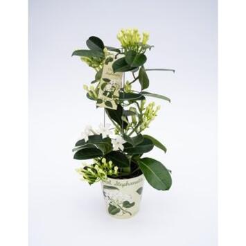 image STEPHANOTIS COLONNE