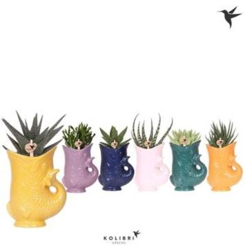 image SUCCULENTE VARIEE CERAM