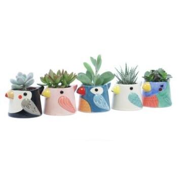 image SUCCULENTE VARIEE CERAM