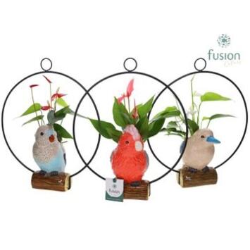 image ANTHURIUM OISEAU SUSP