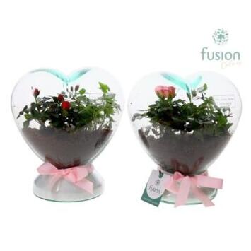 image COMPO 2 PLANTES TERRARIUM COEUR