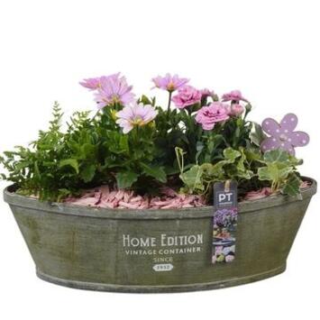 image COMPO 4 PLANTES BOIS