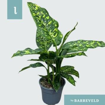 image DIEFFENBACHIA SPOTTY