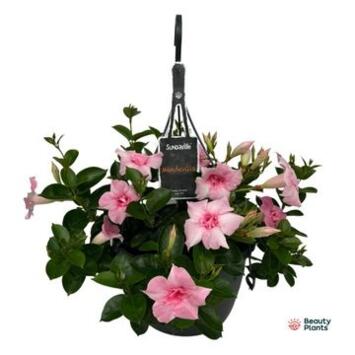 image DIPLADENIA SUNDAVILLE ROSE SUSP