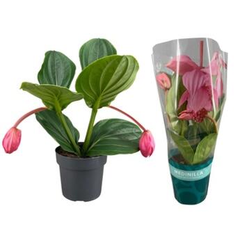 image MEDINELLA 2FL