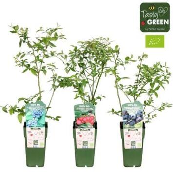 image VACCINIUM VARIE