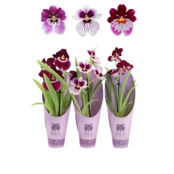 image MILTONIA 1BR VARIE
