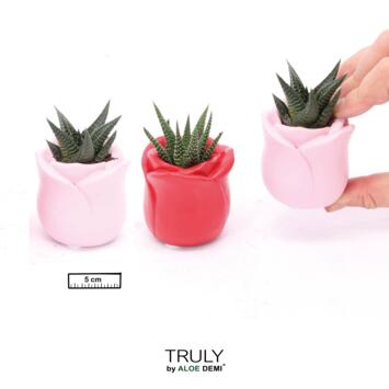 image SUCCULENTE CERAM