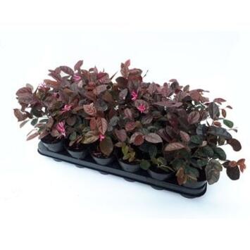 image LOROPETALUM FIRE DANCE