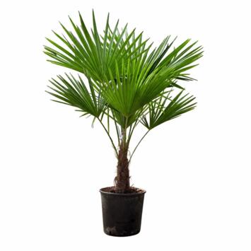 image TRACHYCARPUS FORTUNEI