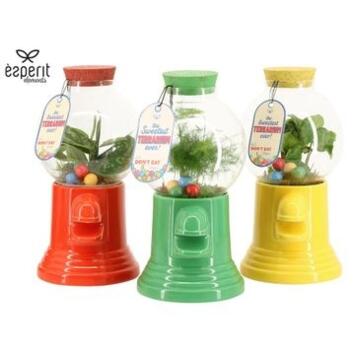 image COMPO 1 PLANTE TERRARIUM BONBON