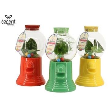 image COMPO 1 PLANTE TERRARIUM BONBON