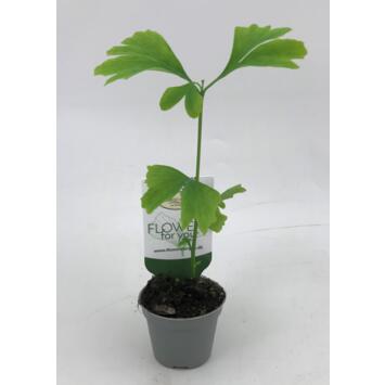 image GINKGO BILOBA