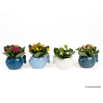 image KALANCHOE FL DBLE CERAM POISSON