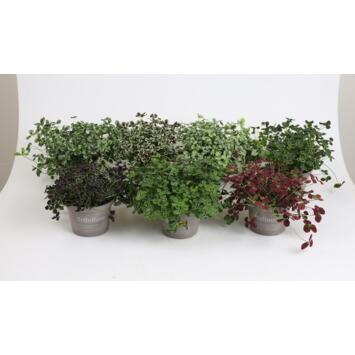 image TRIFOLIUM REPENS