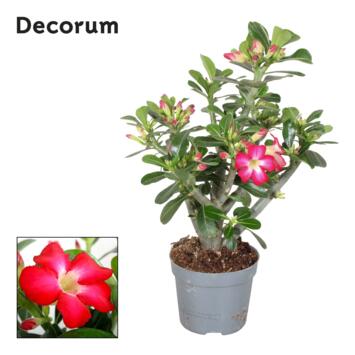 image ADENIUM OBESUM