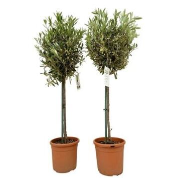 image OLEA EUROPEA TIGE