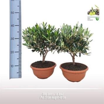 image OLEA EUROPEA TIGE COUPE