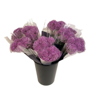 image ALLIUM X5