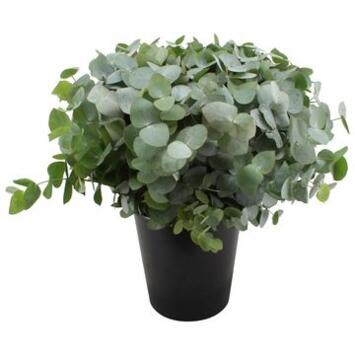 image EUCALYPTUS CINEREA X10