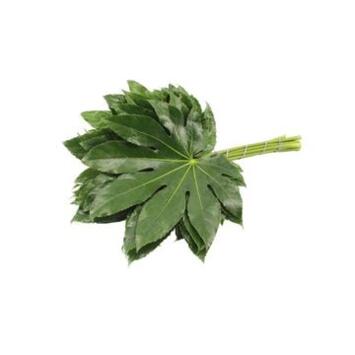 image ARALIA JAPONICA X10