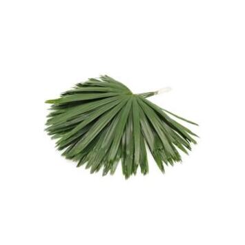 image RHAPIS X10