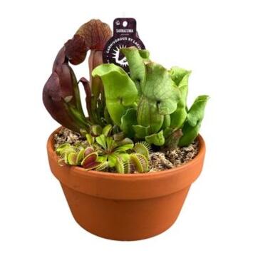 image PLANTES CARNIVORES X3 COUPE TERRE