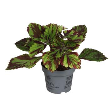 image COLEUS GREEN LOLITE