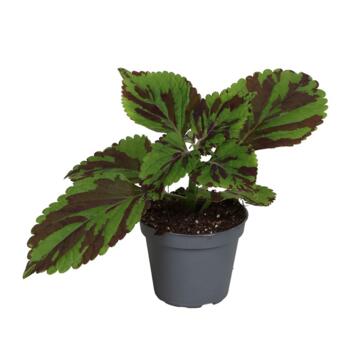 image COLEUS GREEN LOLITE