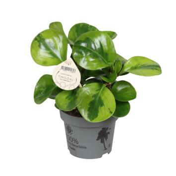 image PEPEROMIA OBTUSIFOLIA LIME