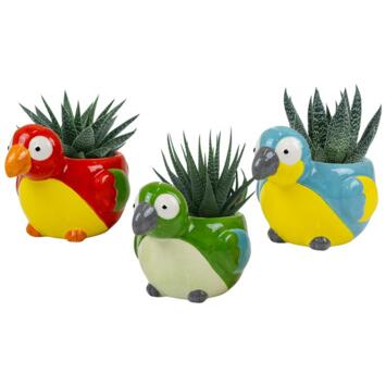 image CACTUS HAWORTHIA CERAM OISEAU