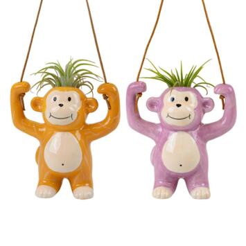 image TILLANDSIA CERAM SINGE SUSP