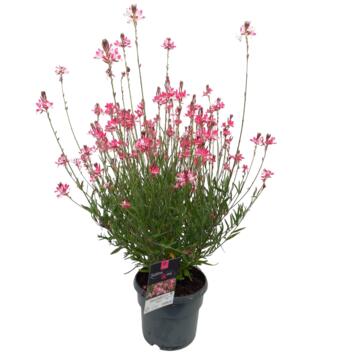 image GAURA LINDHEIMERI BELLEZA BICOLOR