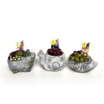 image COMPO SEMPERVIVUM BETON ANIMAUX