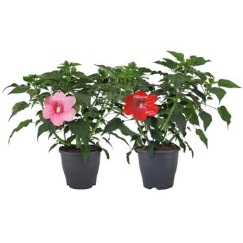 image HIBISCUS MOSCHEUTOS EXTREME