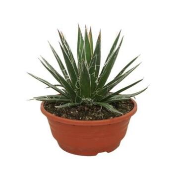 image AGAVE FILIFERA COUPE