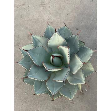 image AGAVE POTATORUMA