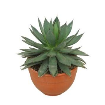 image AGAVE RED EDGE