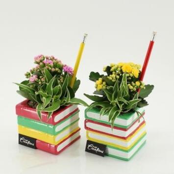 image COMPO 2 PLANTES CERAM LIVRES