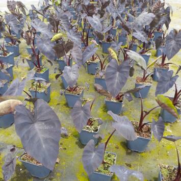 image COLOCASIA ESCULENTA BLACK MAGIC